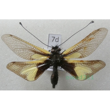 Libelloides coccajus (Denis & Schiffermüller, 1775) France7d